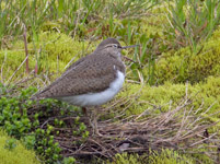 Strandsnipe