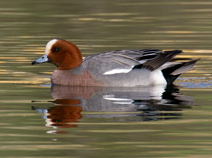 Brunnakke