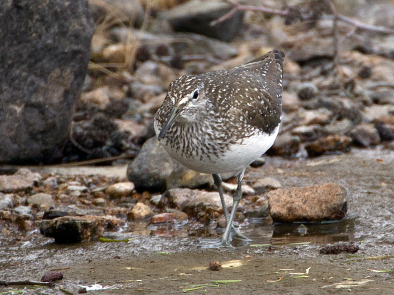 Skogsnipe