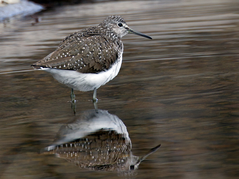 Skogsnipe