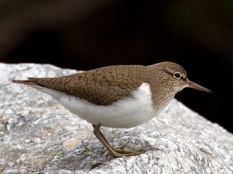 Strandsnipe