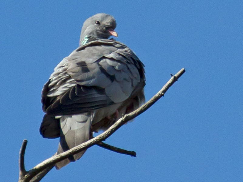 Skogdue